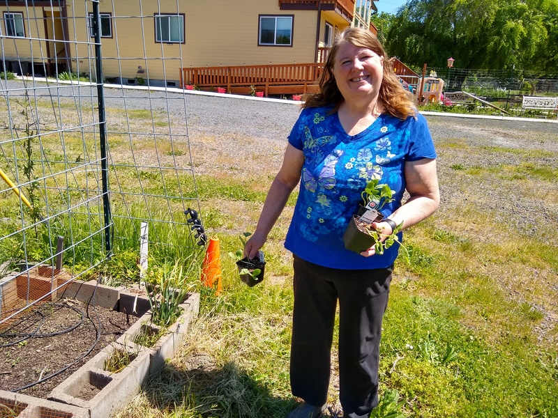 Lois bought some watermelon plants since either the seeds didn't sprout that she planted earlier or the chickens ate them.