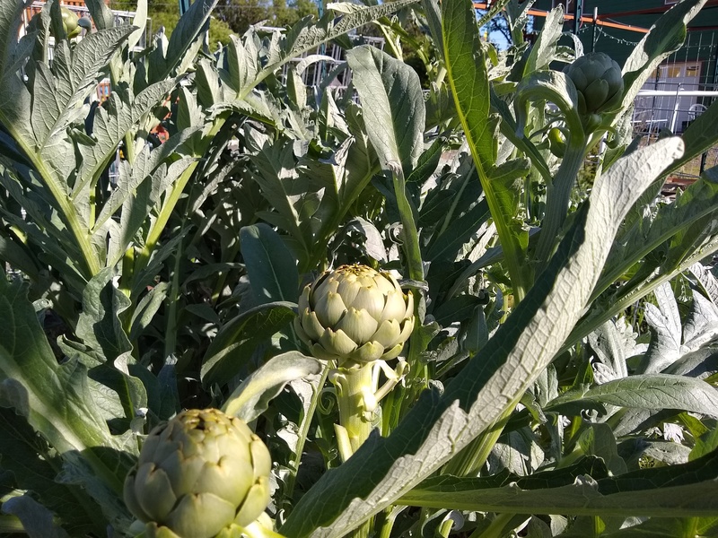 Artichokes are coming on nicely.