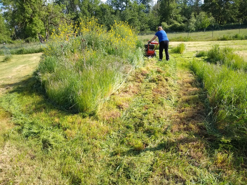 Lois trying to mow the hillside with Betsie.