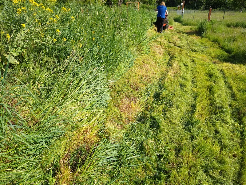 Lois trying to mow the hillside with Betsie.