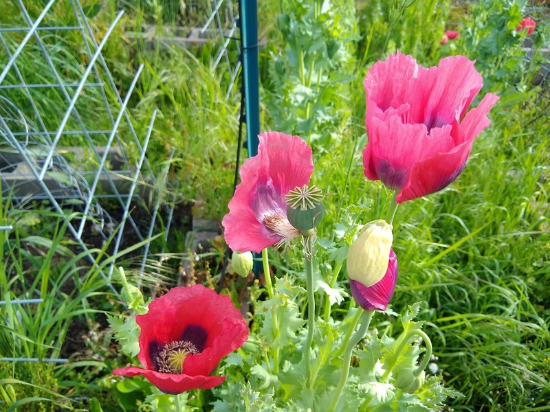 Poppies in The Waffle.