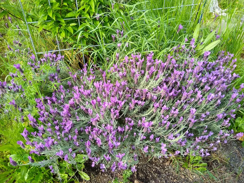 The lavender is so pretty and the bees like it.