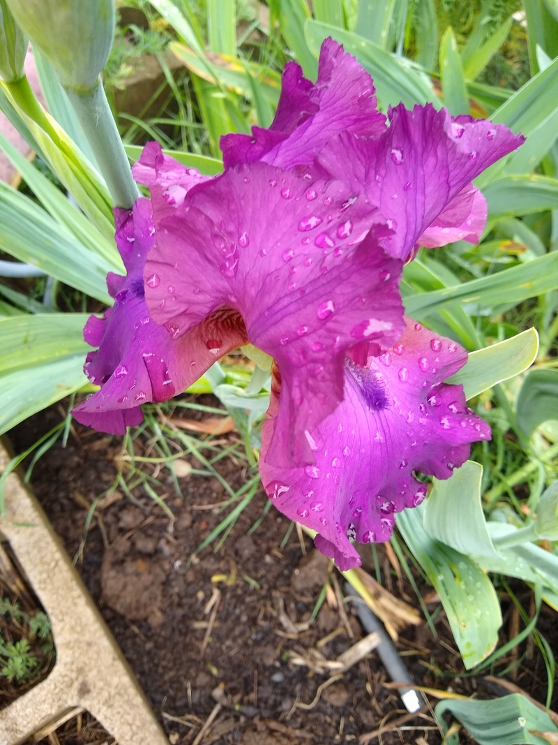 Another purple Iris in the guesthouse patio area is just starting to bloom.