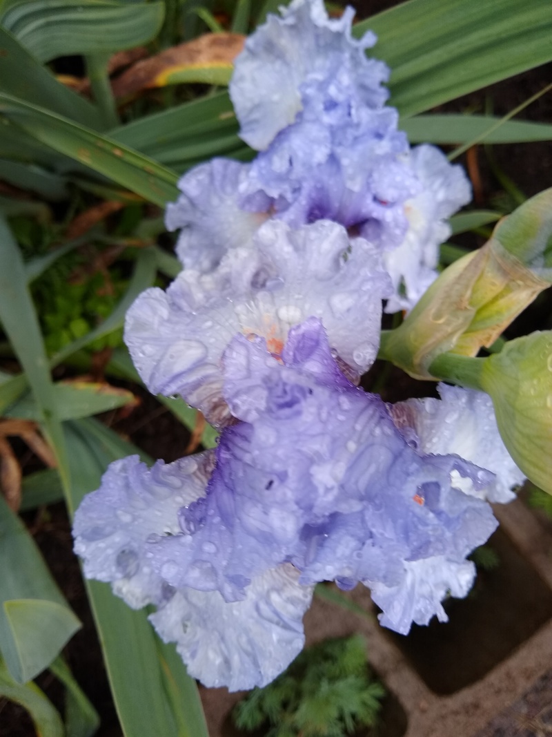 blue purple Iris