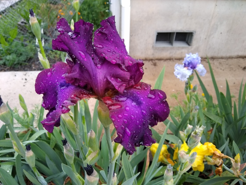 violet Iris