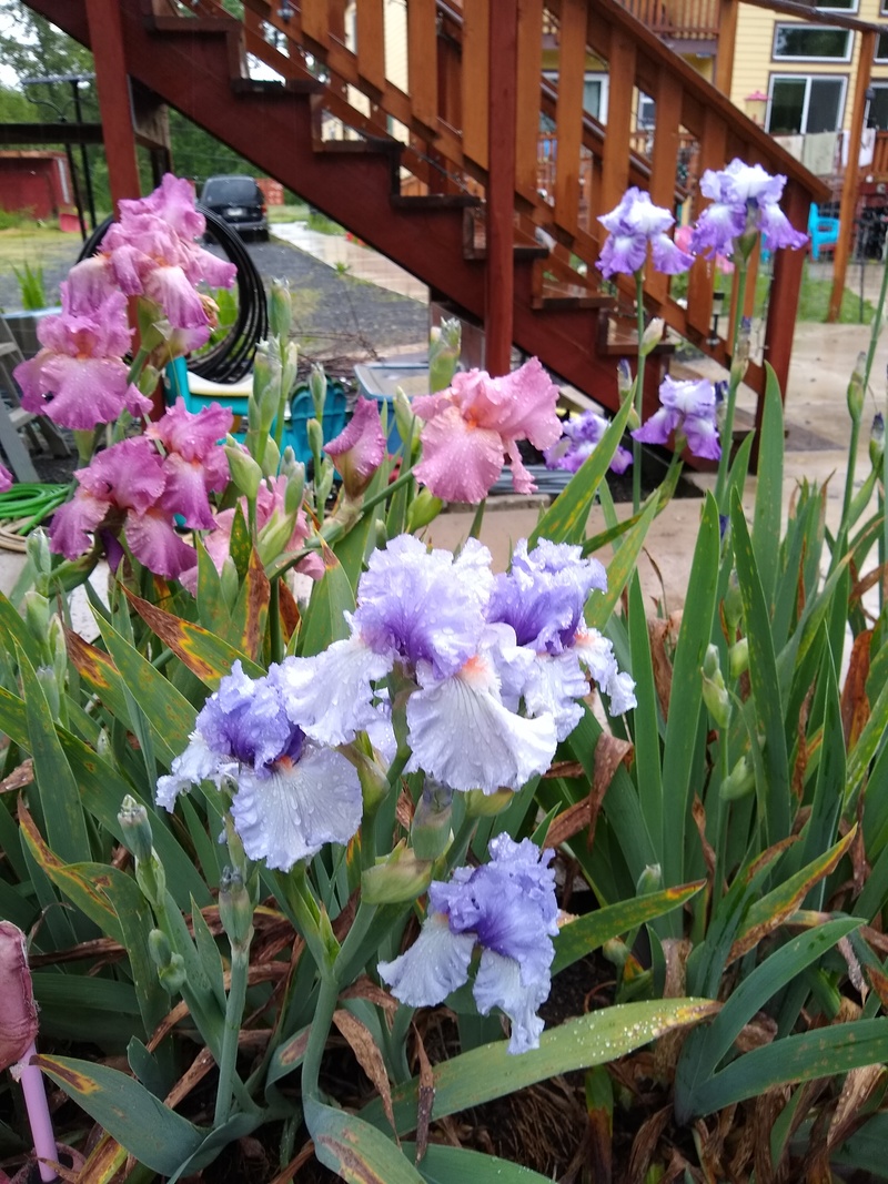 several different purple of irises.
