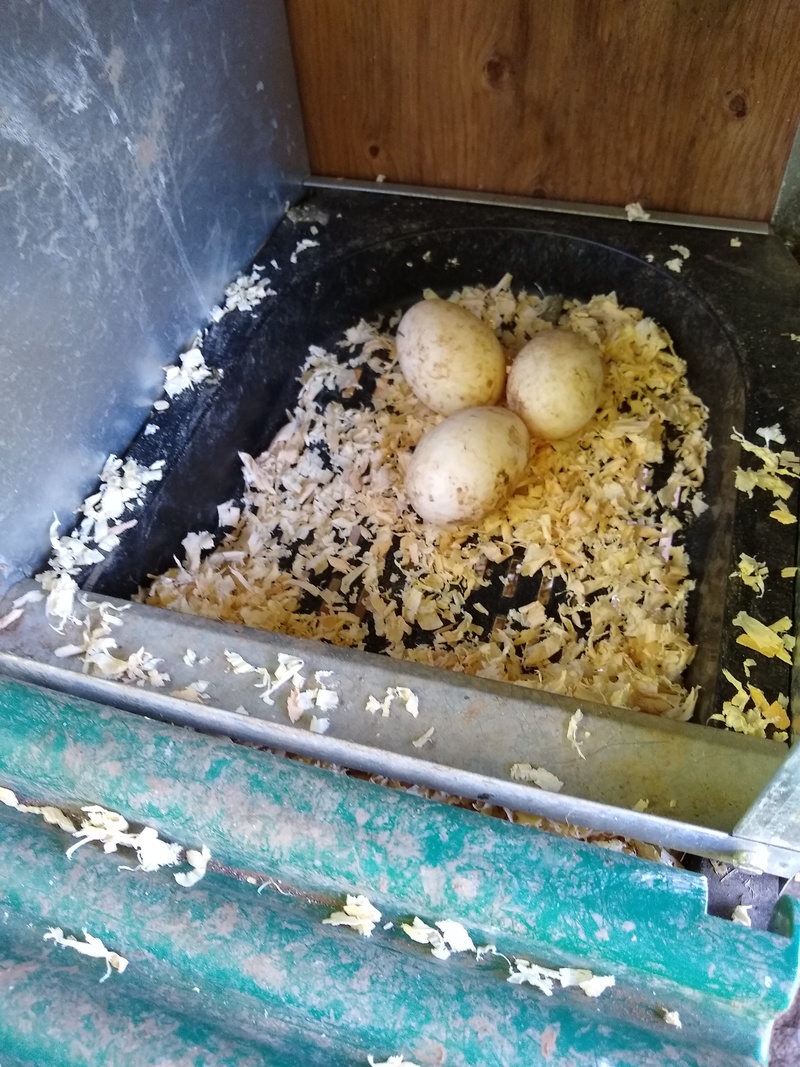 Lois put three duck eggs under Broody Polly.