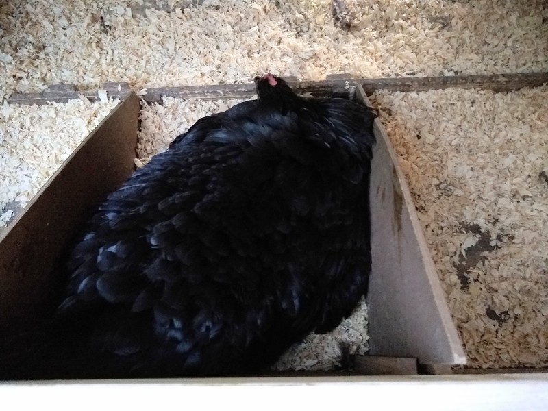Lois put four duck eggs under Broody black Australorp.