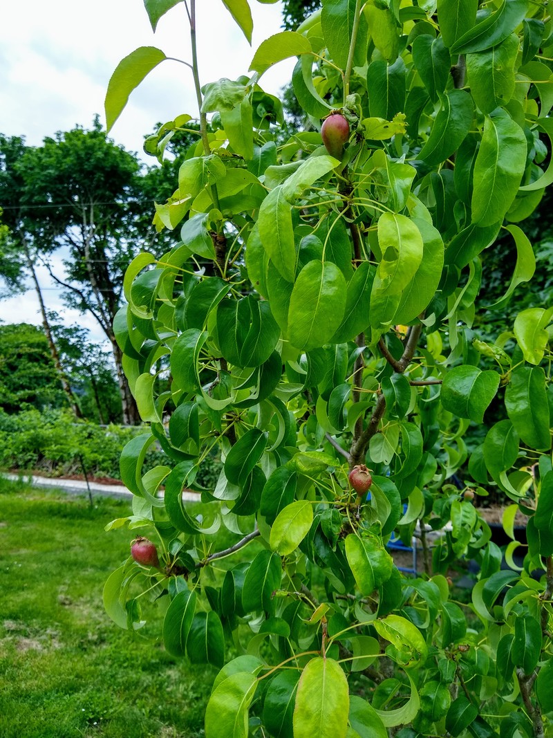 Our first pears!