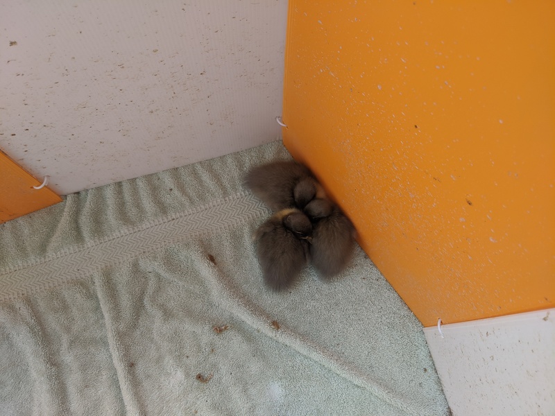 Three ducklings huddle in the corner of the corral.