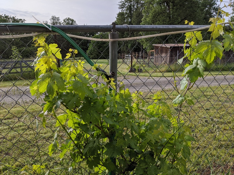 grapes growing in the Picnic Area.