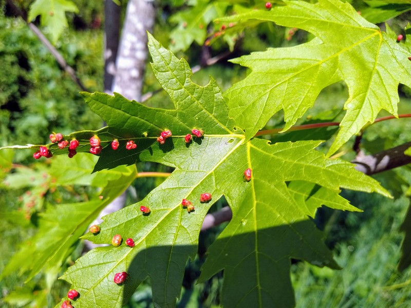 Gall mites on the silver maple
