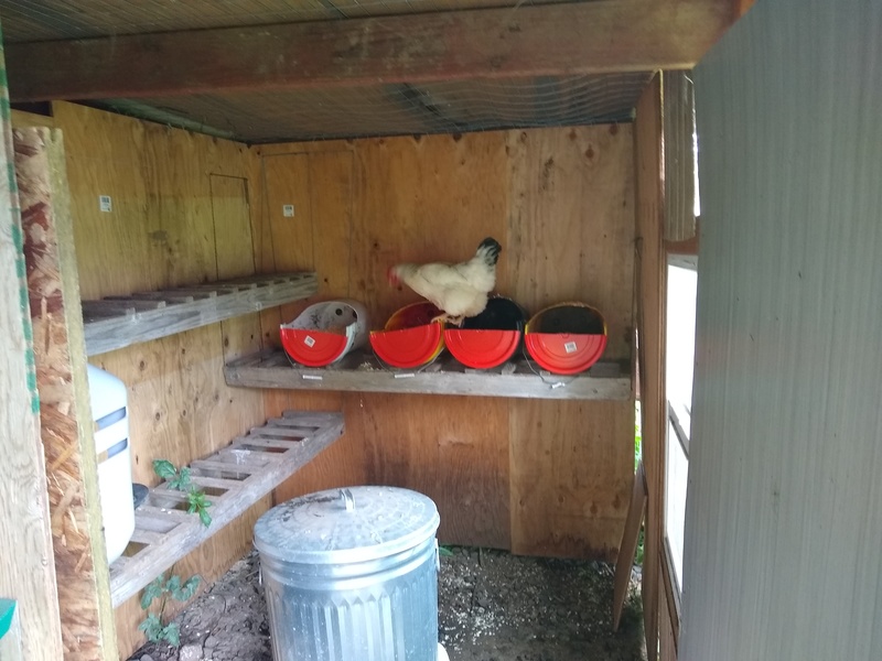 Lois creates nesting boxes for the chickens.