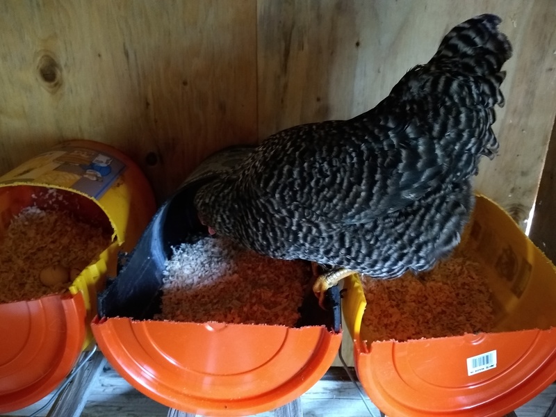 Lois creates nesting boxes for the chickens.