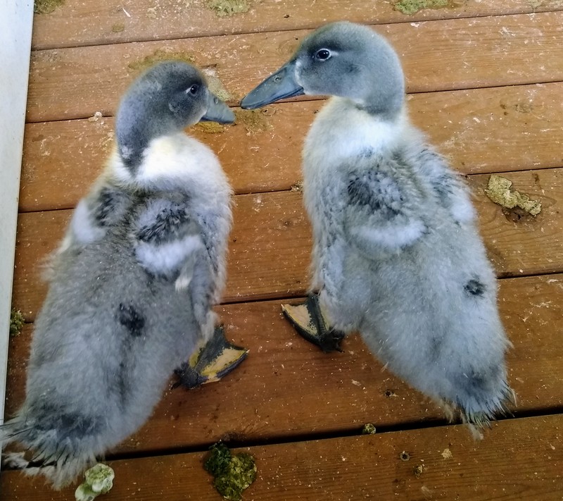 Compare the ducks at 28 days of age.