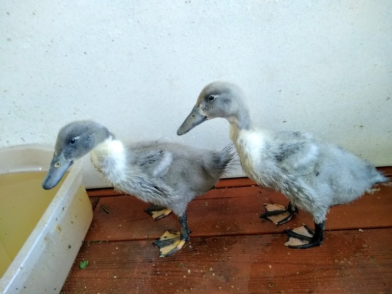 Compare the ducks at 28 days of age.