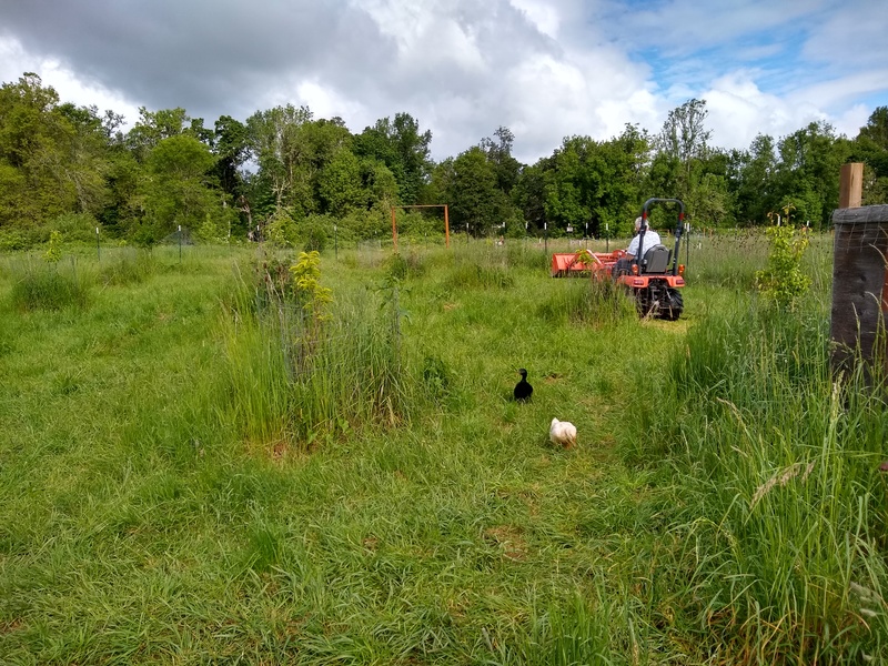 Don mowing the South Orchard where the ducks and Duck Haven are.