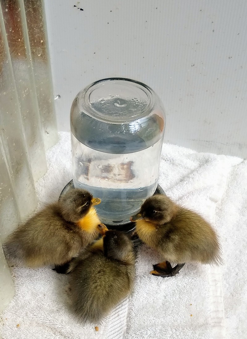 Three duckling chicks at the water cooler.
