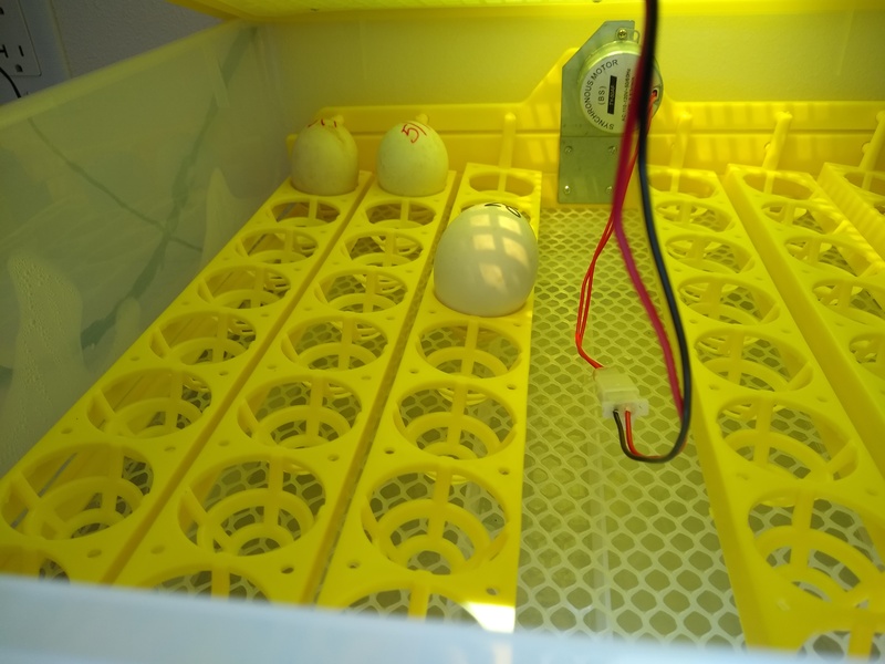 Three eggs are all that are left in the yellow incubator. We move them to the white incubator when they supposedly have two days left.