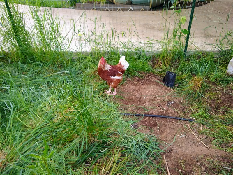 Waldo is standing where the chicken hut used to be.  We moved it away from the fence so they could not use it to fly into the picnic area.