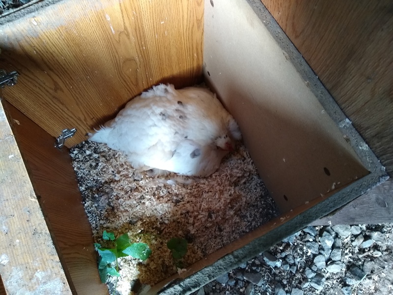 Lois took down the nesting box since they actually were not sitting on any eggs. So now Chiffon is sitting in the purple box that was below it.  I actually like this place for being broody. It is safe for chicks. I wish we had some fertile chicken eggs.