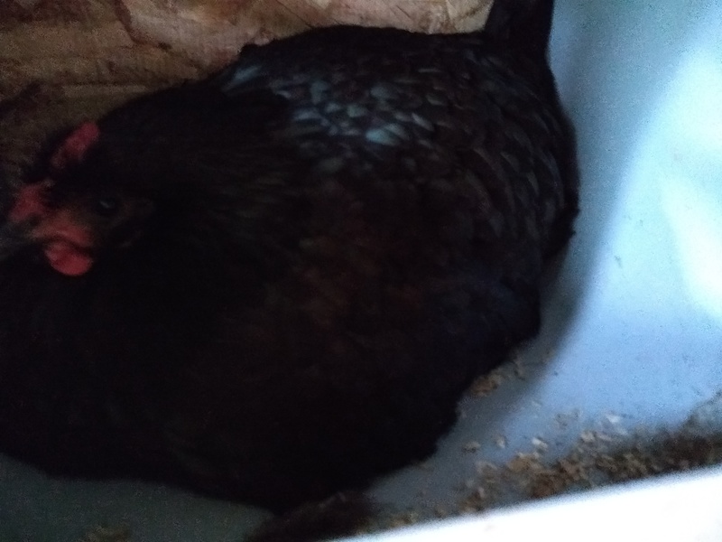 The black australorp is sitting on one duck egg in the west end.