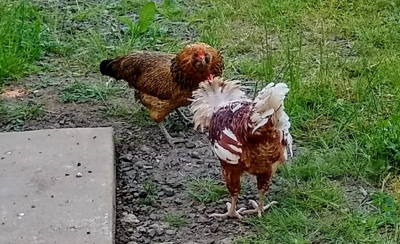 The first dominance standoff. They had three rounds between Waldo and Red (hen). I'd say by behavior that Waldo won.