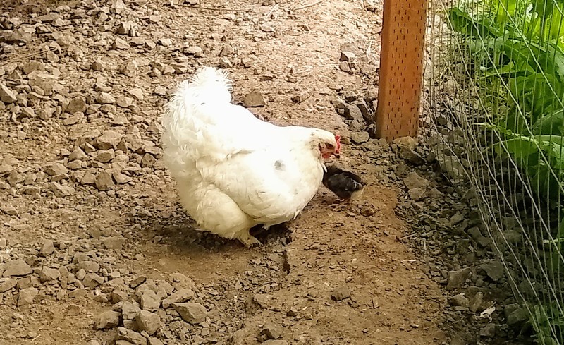 Chiffon (white) and her two adopted chicks (black). One is underneath.