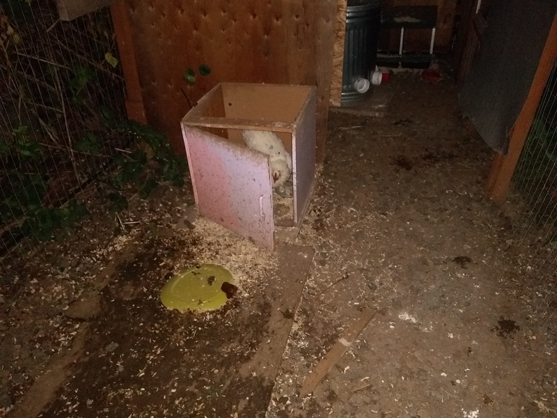 Chiffon is still in her box with the two Copper Maran chicks, but when we gave the two chicks to Black West, Chiffon heard it chirping and thought she had lost a chick. So she started calling it. Somewhere in the night we lost a chick. Neither mother had it in the morning.