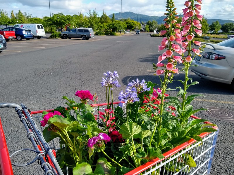 Lois bought two shopping carts of flowers, 1/2 cart of vegetables, and 2 ten pounds bags of fertilizer. She is hoping to have a pretty yard this year. Almost all the flowers are perennials so she is hoping they spread and come back year after year.