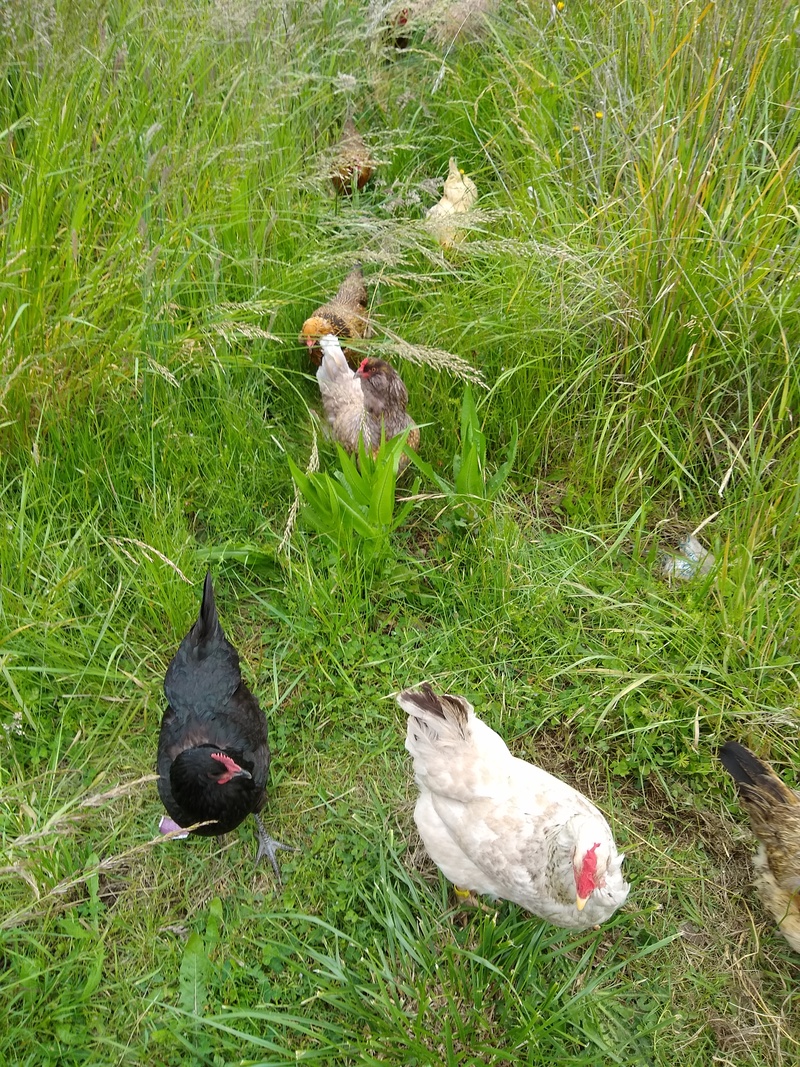 The chickens are playing follow the leader.