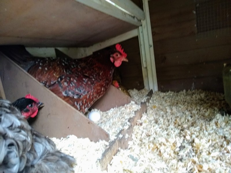 Waldo was visiting with three nesting hens.