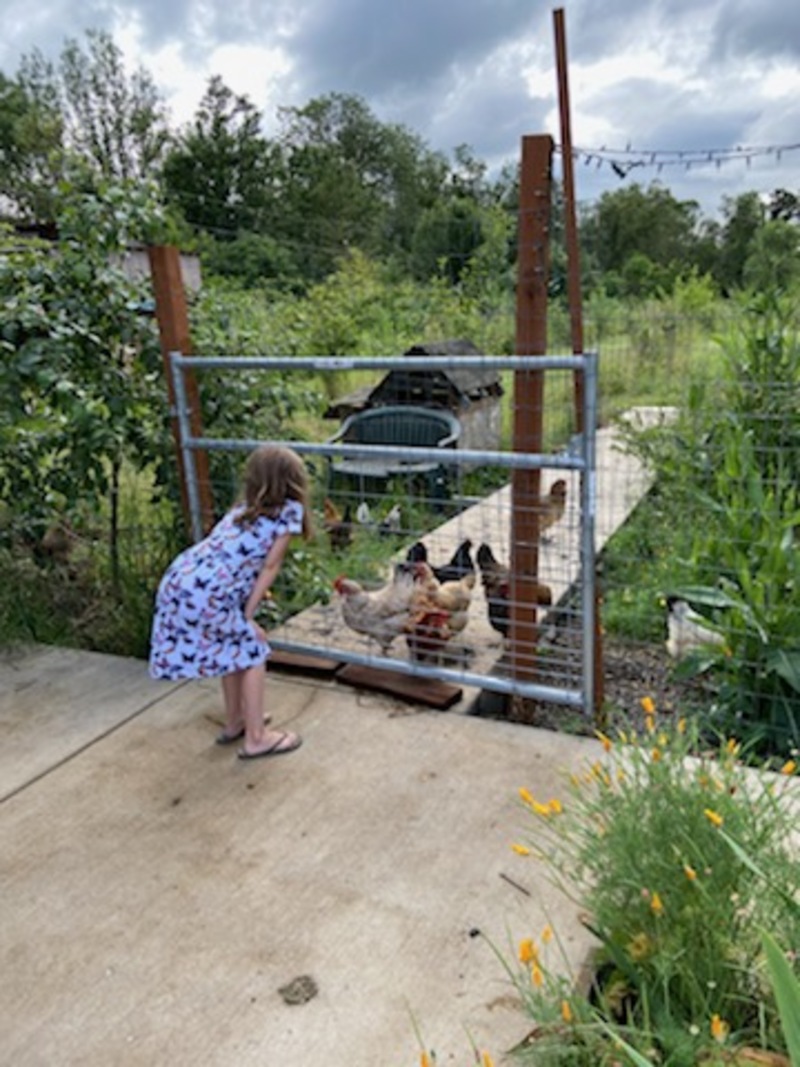 Katie is glad there is a fence between her and the chickens.