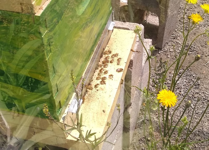 there are still bees at the hive after some swarmed away.