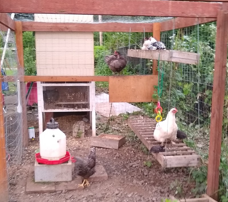 chiffon and her chicks on a ladder.