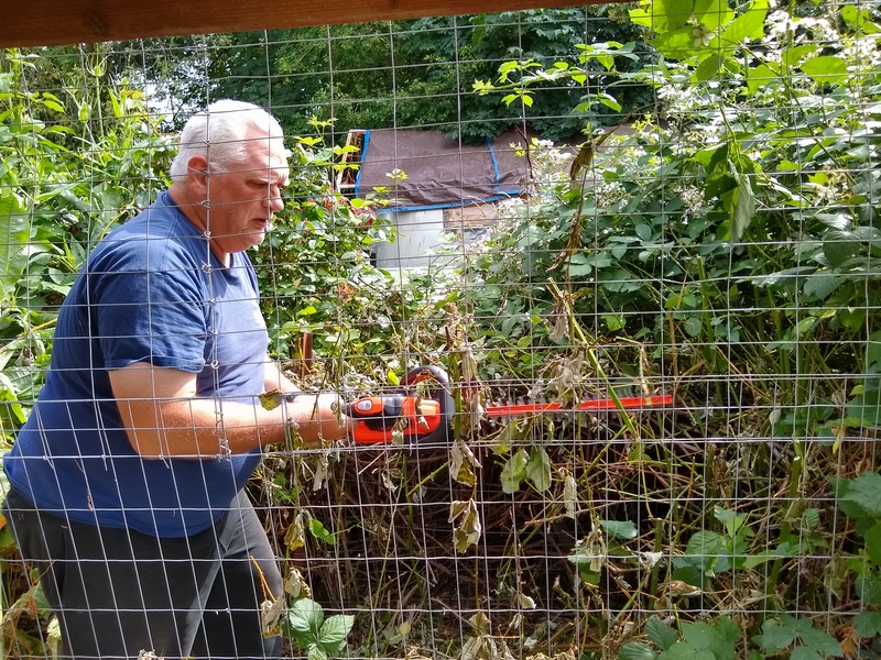 Don is cutting the blackberry vines behind the chicken run.
