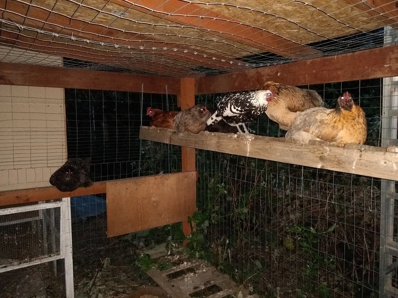 Some of the other chickens roost on the ladders.