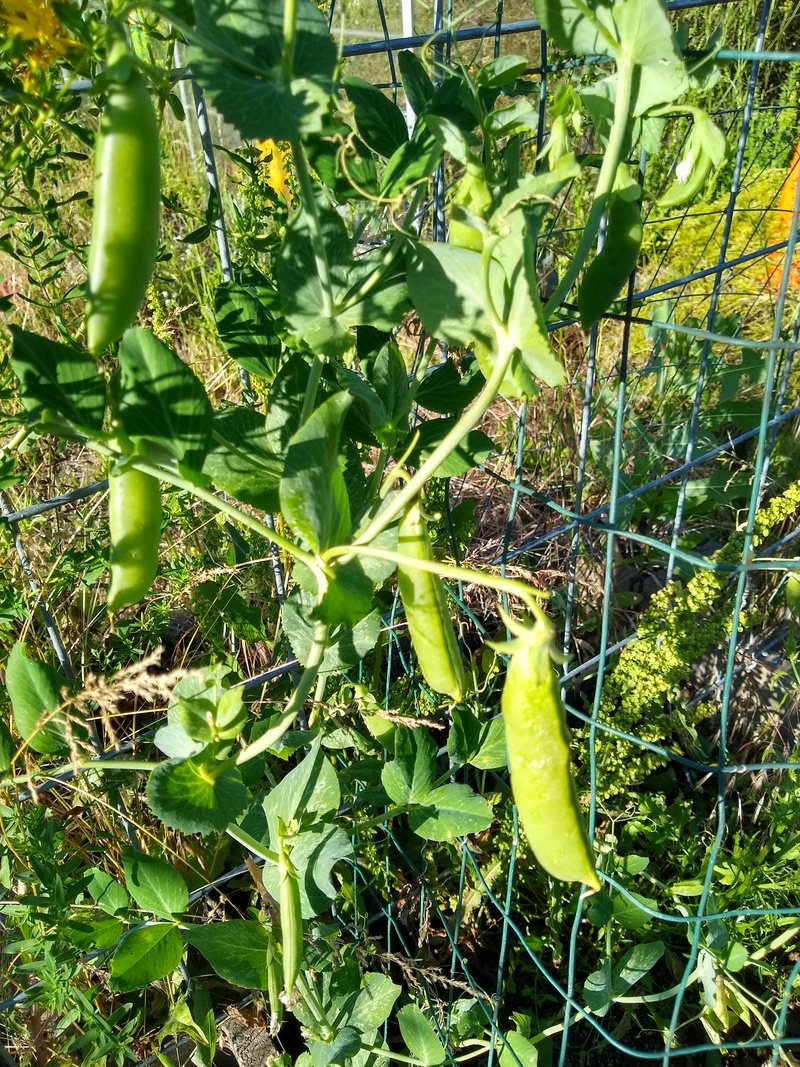 Peas in the garden.