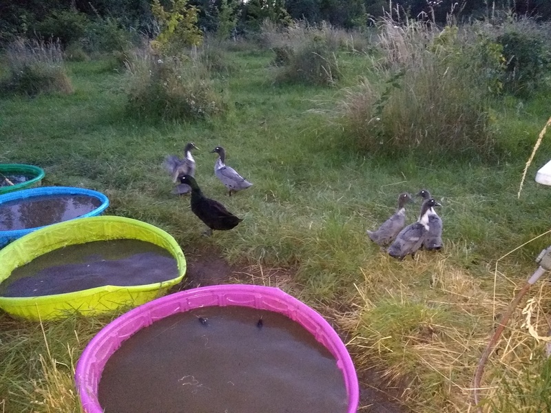 Six ducks together.