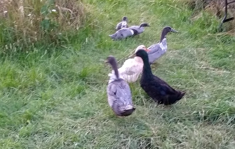 Seven ducks together.