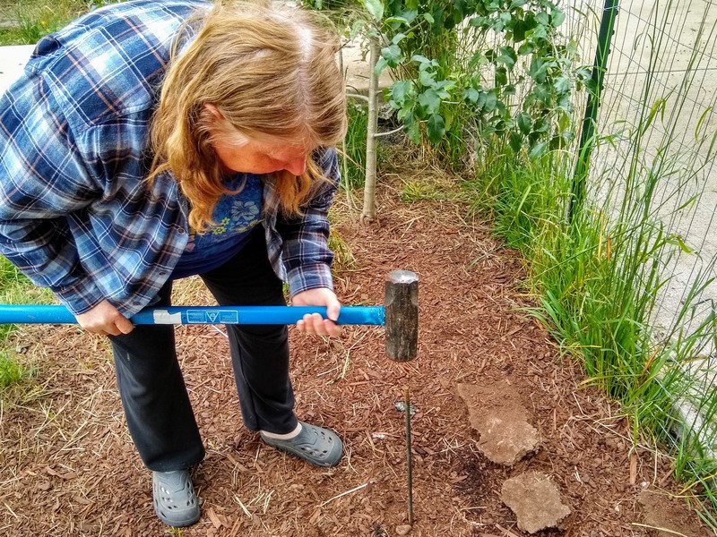 Lois is pounding rebar into the ground to make an apple stand.