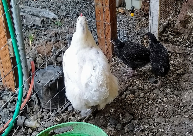 Chiffon and her two chicks.