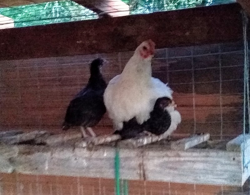Chiffon and her two chicks.  They have migrated to a higher perch.