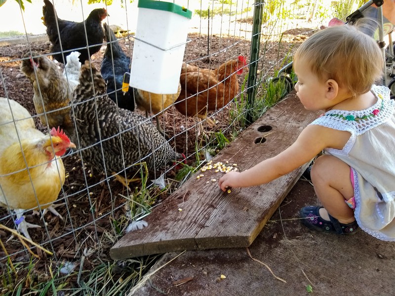 Feeding the corn to the chickens is fun.