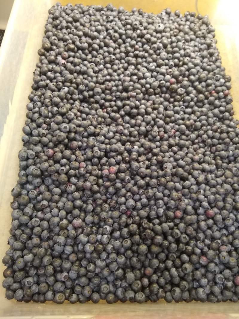 We went to Adkins blueberry farm and picked about 17+ pounds of blueberries.