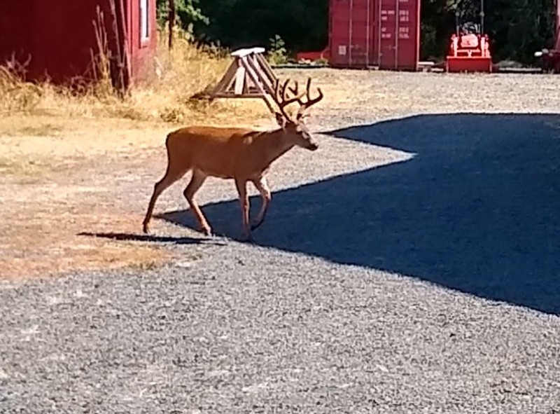 A big guy that likes to visit us.