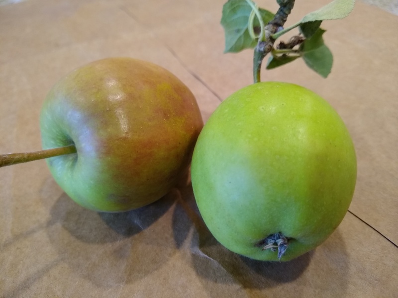 here's are two apples from the broken tree.