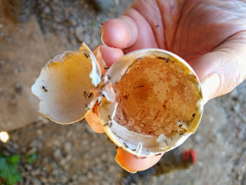 Empty egg shell, probably had a chick in it.