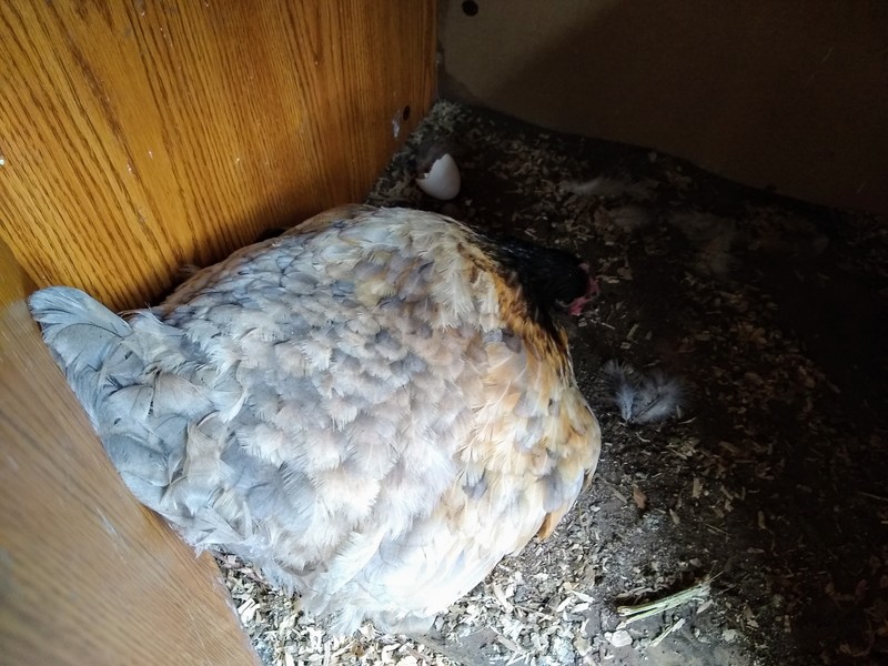 Poly, aka Broody, aka Mrs Cluck, has a chick under her.