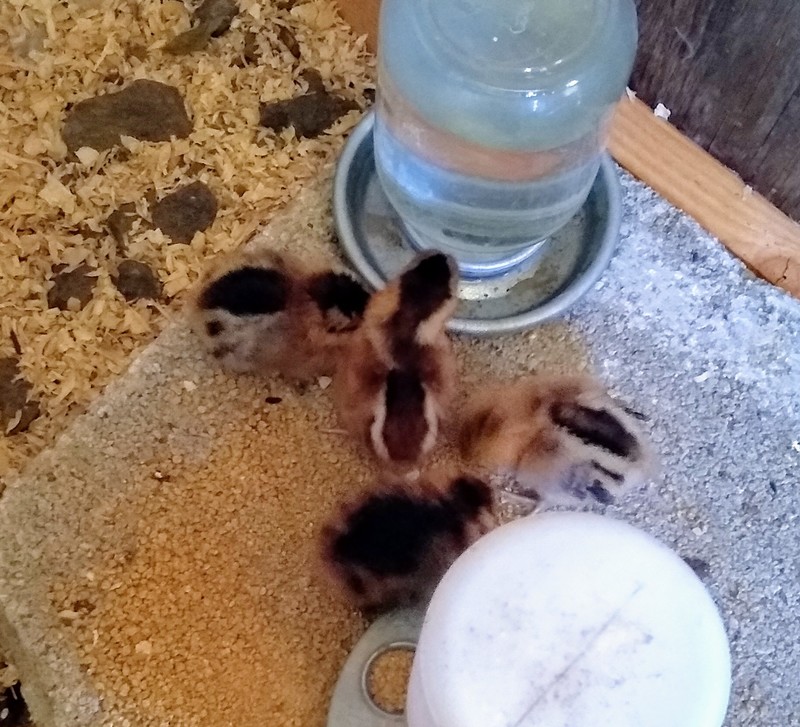 Welcome new baby chicks! Enjoy your water!